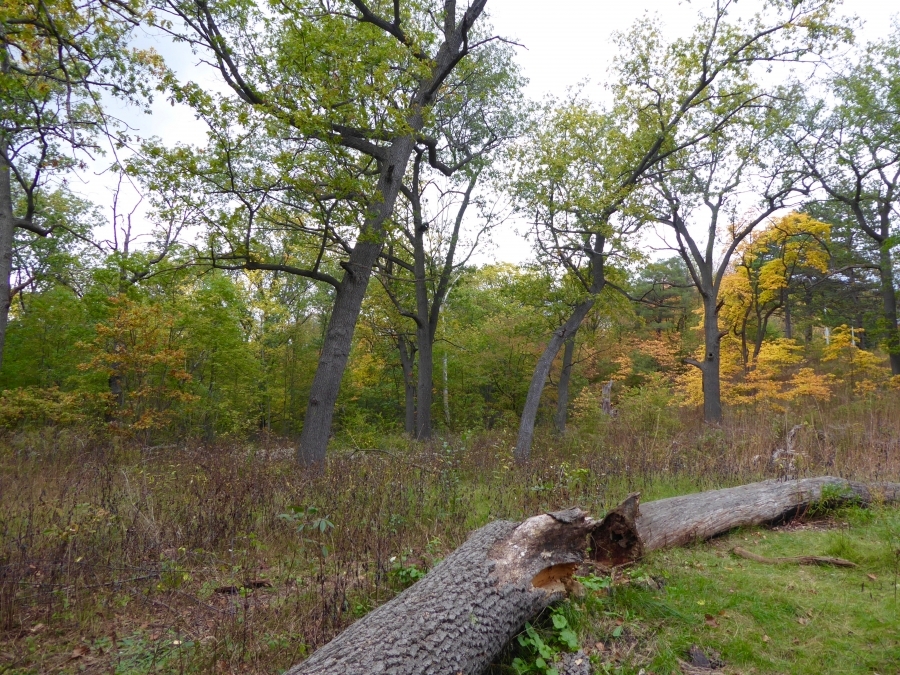 A section of Black Oak Savannah in the northwest corner of High Park, east of Grenadier Pond, in November 2021. (Photo credit: Alessandro Tersigni.)